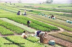 Có nên mua đất vườn? 5 thông tin quan trọng cần biết