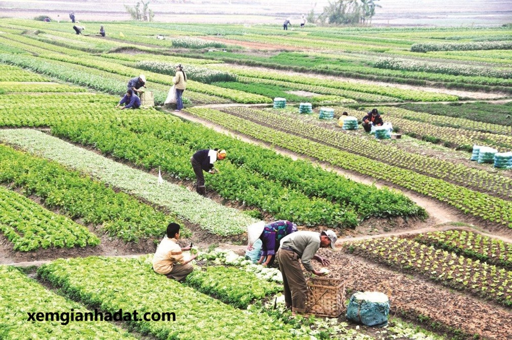 Có nên mua đất vườn? 5 thông tin quan trọng cần biết