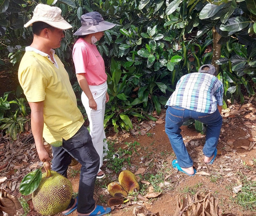 bạn có thể lựa chọn đầu tư đất vườn trồng cây ăn trái để sinh lợi
